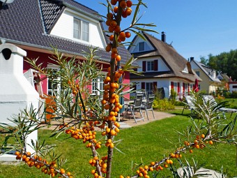 Sanddorn auf dem Grundstück